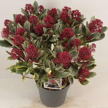 Skimmia japonica 'Perosa'