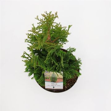 Thuja occidentalis 'Degroot's Spire'