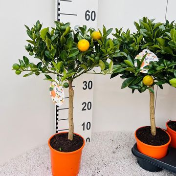 Citrus x microcarpa
