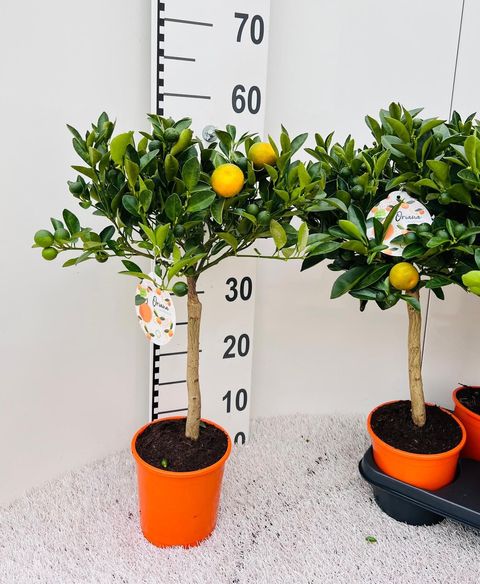 Citrus x microcarpa