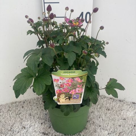 Anemone hupehensis FANTASY JASMINE