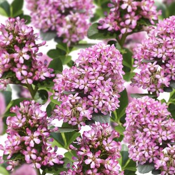 Escallonia laevis PINK ELLE