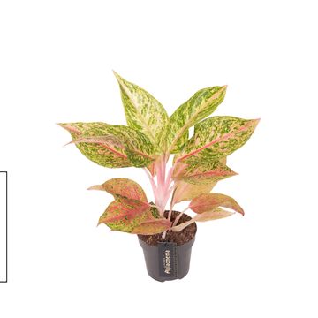 Aglaonema 'Pomegranate Tea'