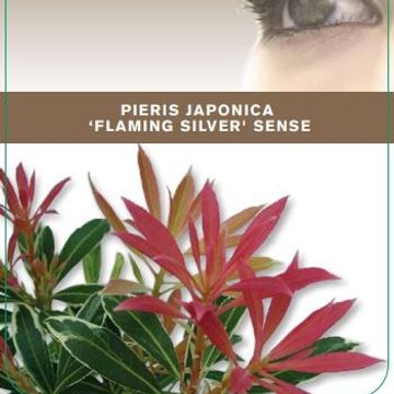 Pieris 'Flaming Silver'