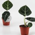 Alocasia 'Black Velvet'