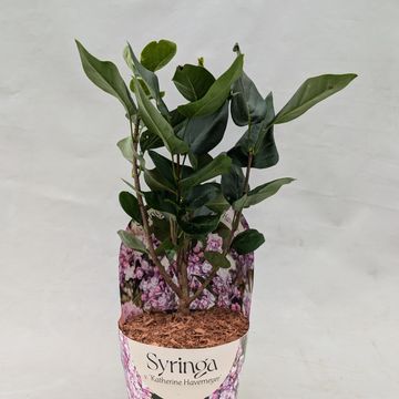 Syringa vulgaris 'Katherine Havemeyer'