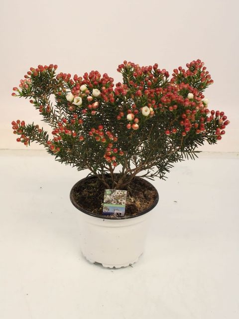 Chamelaucium 'Moonlight Delight'