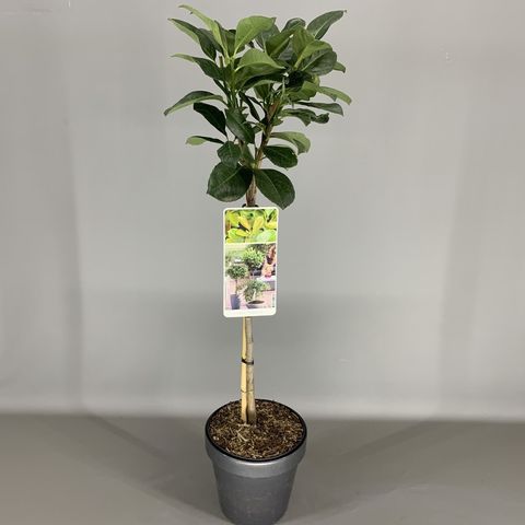 Prunus laurocerasus ETNA