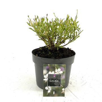 Gaura lindheimeri 'Snowbird'