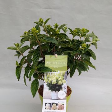Hydrangea paniculata WHITELIGHT