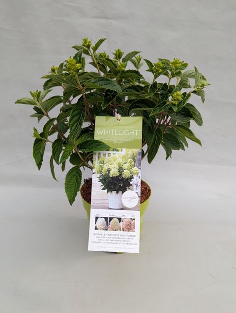 Hydrangea paniculata WHITELIGHT