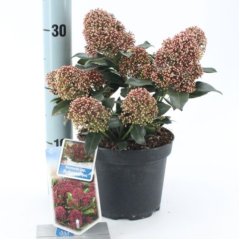 Skimmia japonica RUBESTA JOS