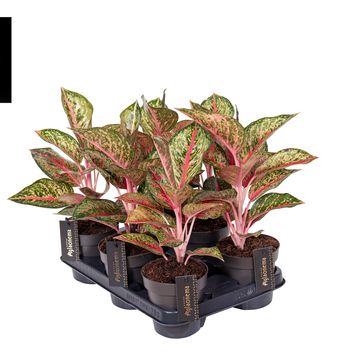 Aglaonema 'Paradise Red'