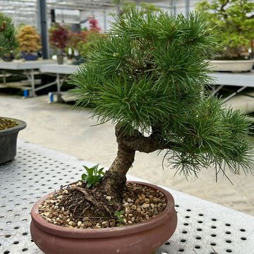 Pinus parviflora