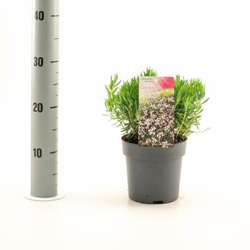 Andromeda polifolia 'Compacta'