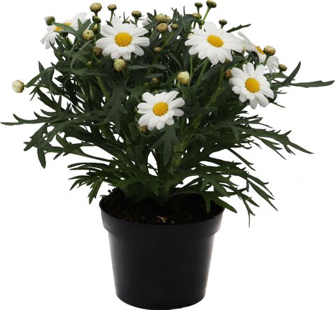 Argyranthemum PERFECT WHITE