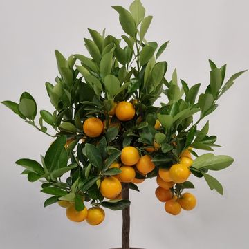 Citrus x microcarpa