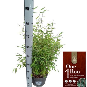 Fargesia 'Red Dragon'