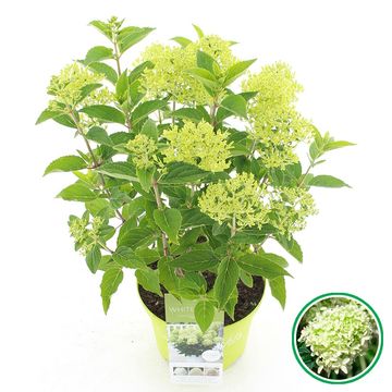 Hydrangea paniculata WHITELIGHT