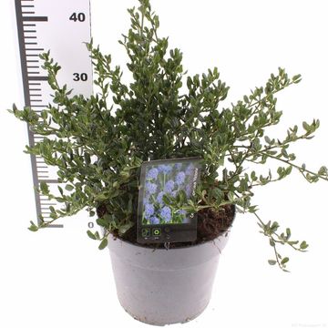 Ceanothus impressus 'Victoria'
