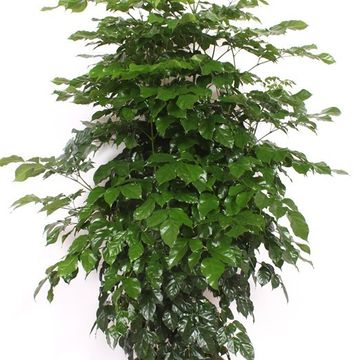 Radermachera hainanensis