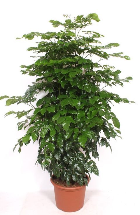 Radermachera hainanensis