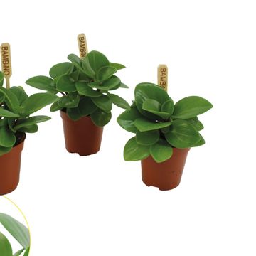 Peperomia obtusifolia 'Green Gold'
