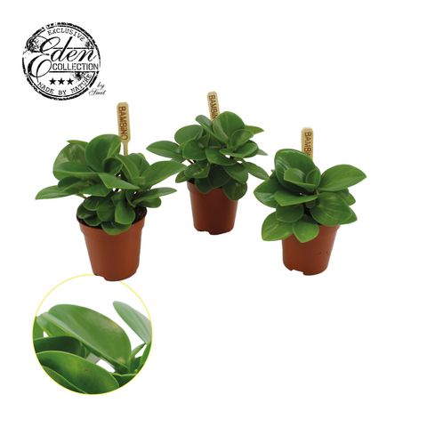 Peperomia obtusifolia 'Green Gold'