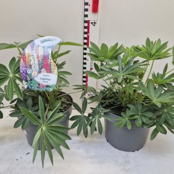Lupinus polyphyllus MIX