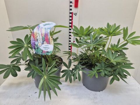 Lupinus polyphyllus MIX