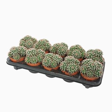 Mammillaria voburnensis