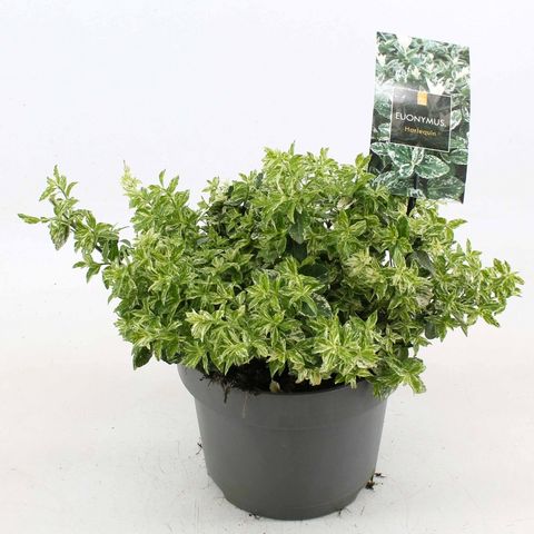 Euonymus fortunei 'Harlequin'