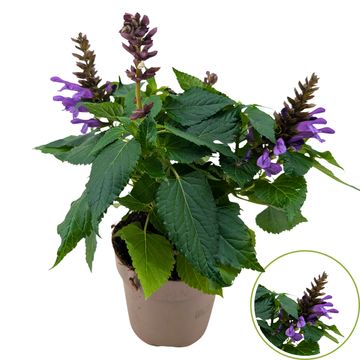 Salvia SALGOON LAKE GEORGE