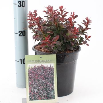 Berberis thunbergii 'Багатель'