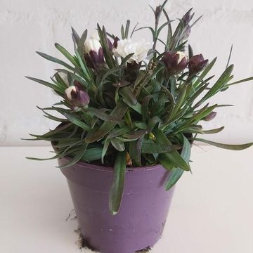 Dianthus SUNFLOR MIX