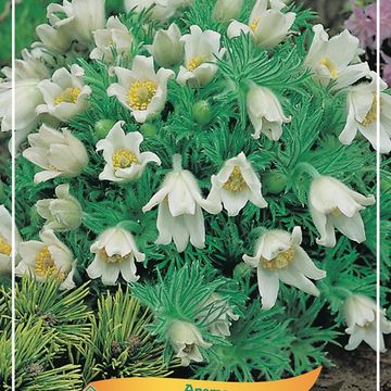 Pulsatilla vulgaris 'Alba'