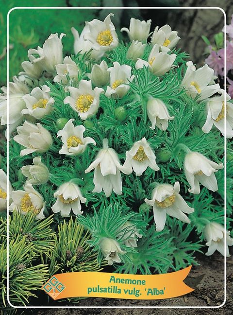 Pulsatilla vulgaris MIX