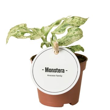 Monstera 'Frozen Freckles'