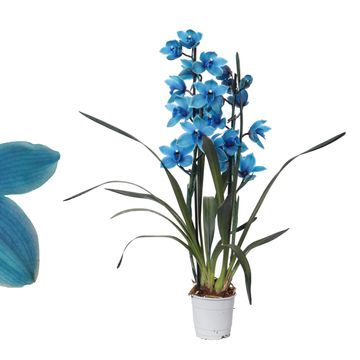 Cymbidium ROYAL BLUE