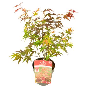 Acer palmatum 'Атропурпуреум'