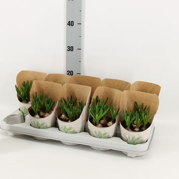 Muscari 'White Magic'