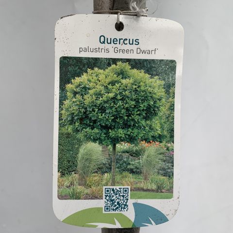 Quercus palustris 'Green Dwarf'