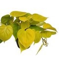 Philodendron scandens 'Neon'