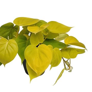 Filodendro scandens 'Neon'
