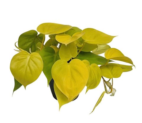 Filodendro scandens 'Neon'