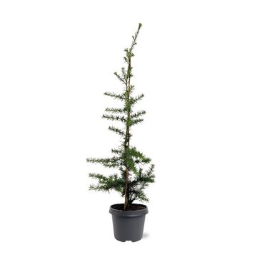 Cedrus libani
