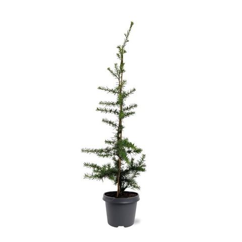 Cedrus libani