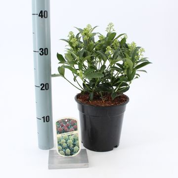 Skimmia japonica 'Godrie's Dwarf'