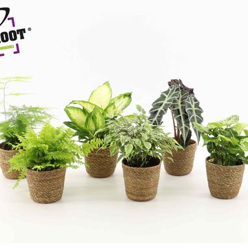 Plantas o interior MIX