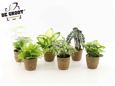 Plantas de interior MIX